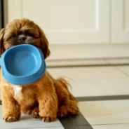 Are You Gonna Finish That? Why Some Dogs Always Leave Something In the Bowl