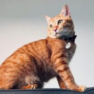 Building a community-based pet support program