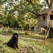 Common Heart Stenosis Problems in Dogs
