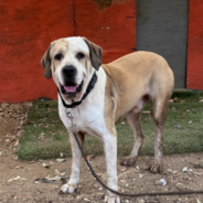 Fur-endship Goes a Long Way: Schneider, Sunflower & Gretchen