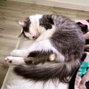 Helping Pets Adjust to New Homes: the 3-3-3 Rule